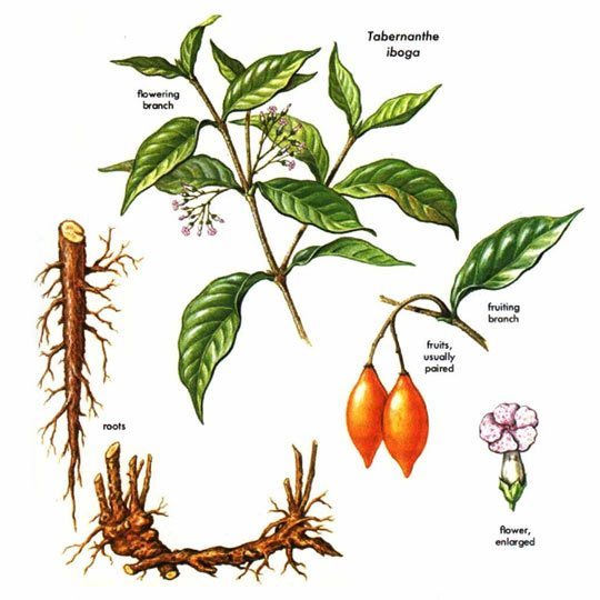 Qu'est-ce que l'Iboga ? Guide complet sur la plante sacrée du Cameroun