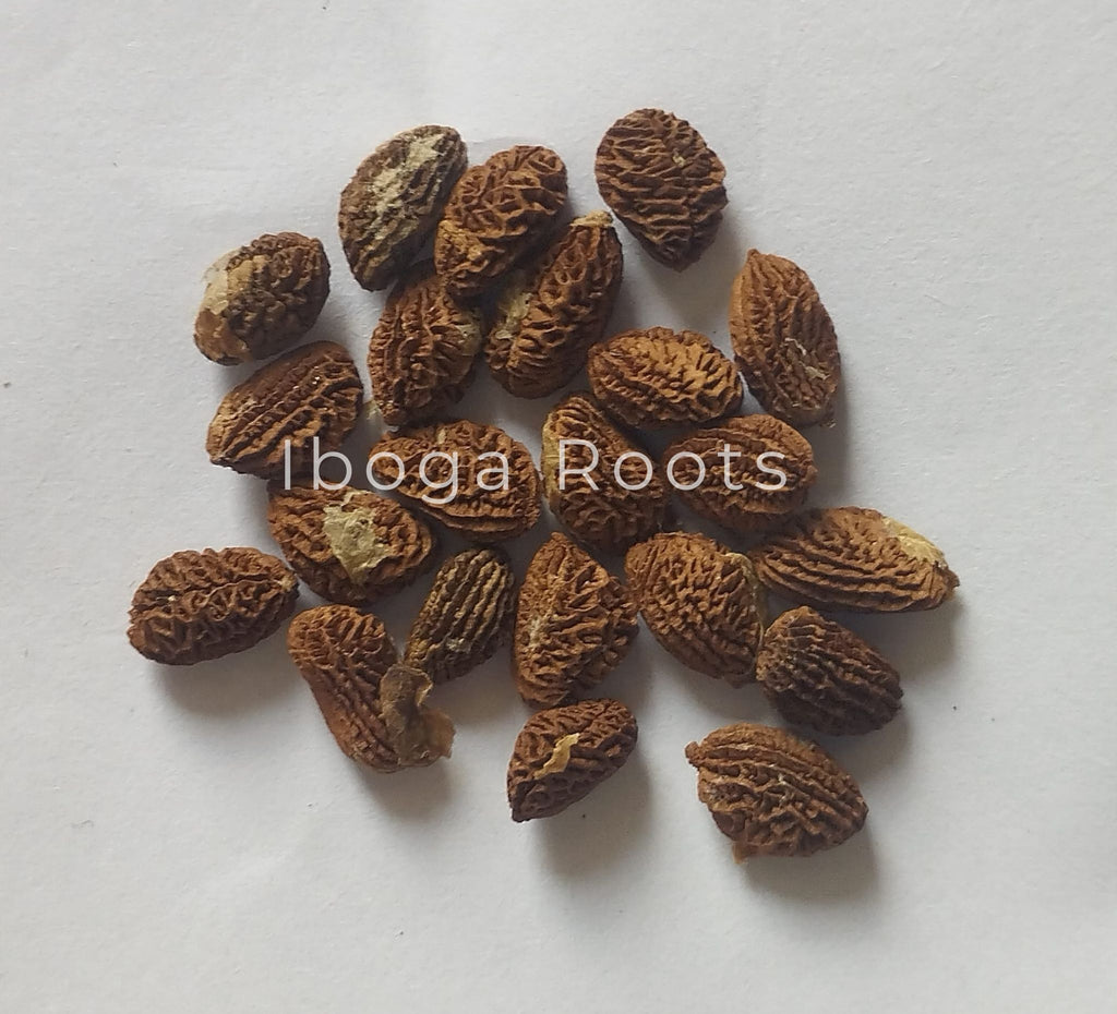 graines_iboga_seeds_quality_pure

