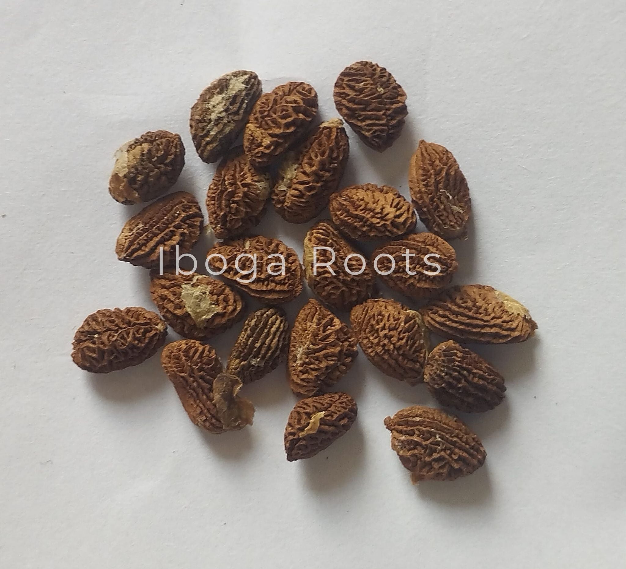 graines_iboga_seeds_quality_pure
