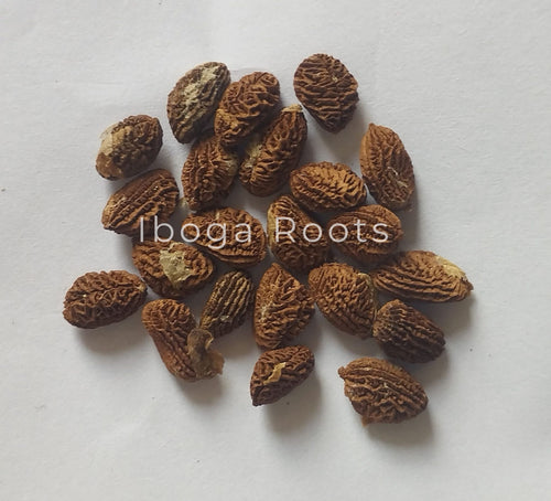 graines_iboga_seeds_quality_pure
