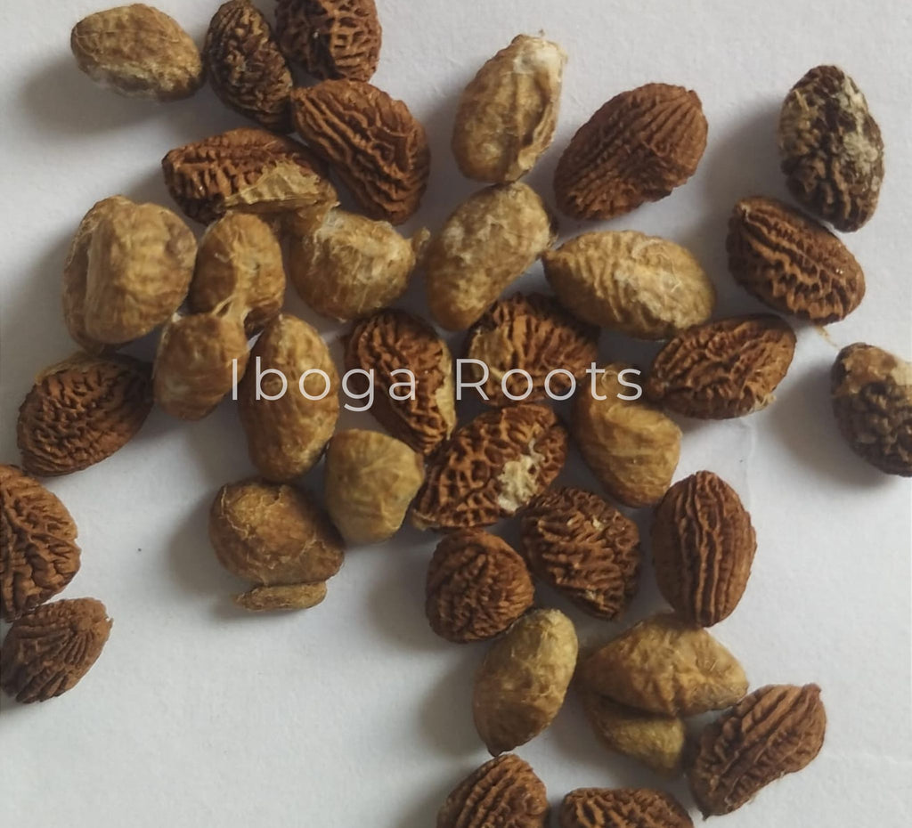 the_tabernanthe_iboga_seeds