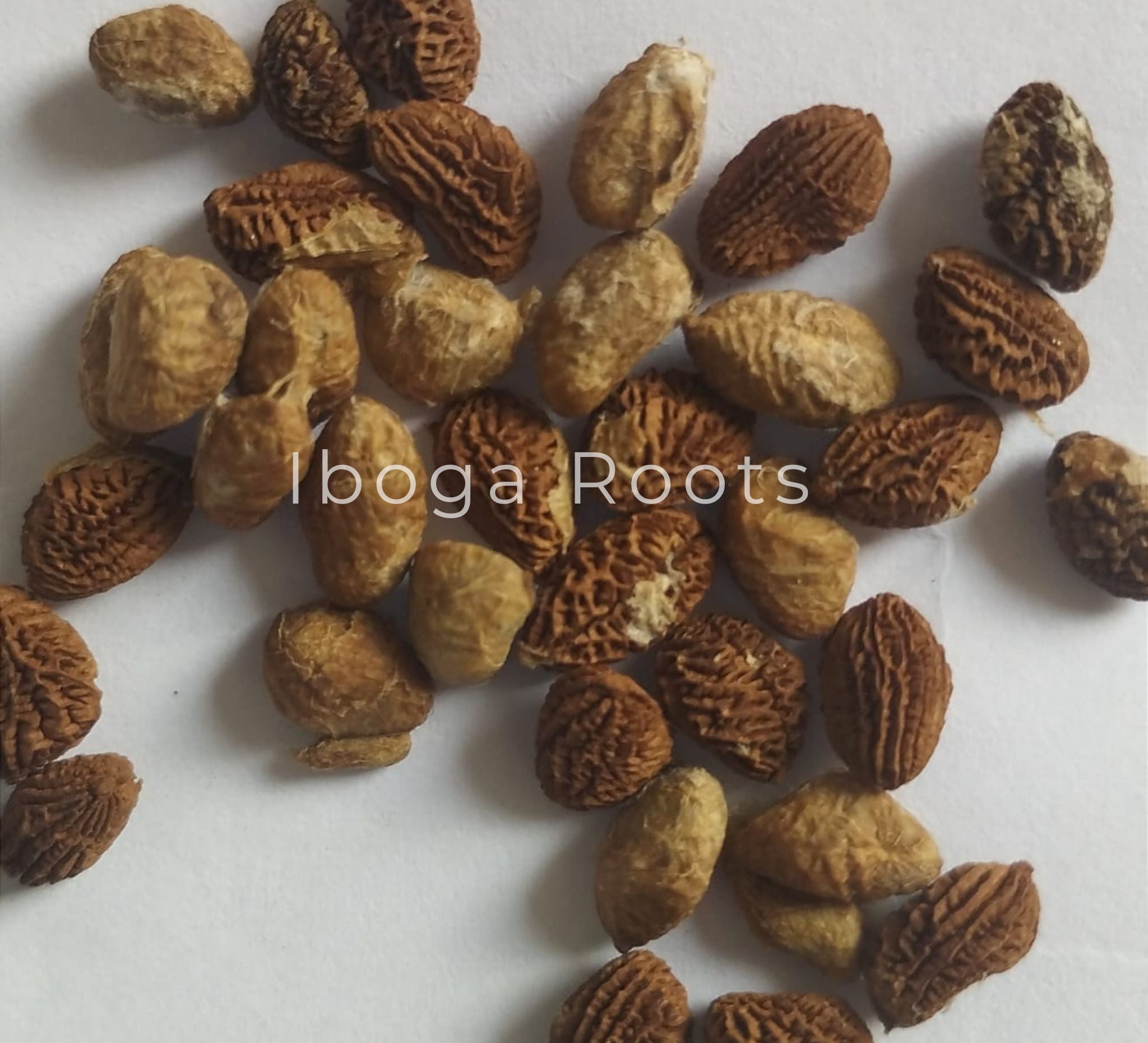 the_tabernanthe_iboga_seeds